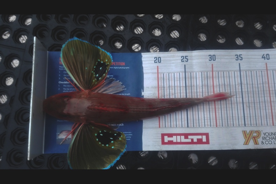 Marisa Andrews caught this 32.0cm Gurnard at wellington harbour during The Export NZ Fishing Competition
